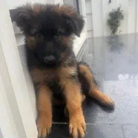 ۳ طوله ۴ ماه ژرمن دوتا موبلند یکی پسر|سگ|نوشهر, |دیوار