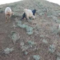 بزچهاردندان