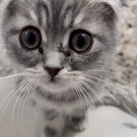 بچه گربه اسکاتیش