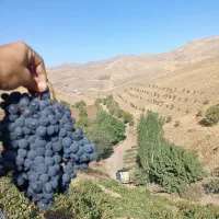 انگور شانی دیم کردستان|عمده‌فروشی|صومعه‌سرا, |دیوار