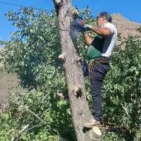 خرید چوب انواع درخت های میوه ، گردو و سپیدار