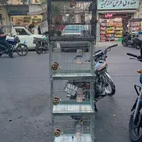 جوجه سهره