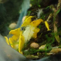 میگو شریمپ پلکو کامبارلوس