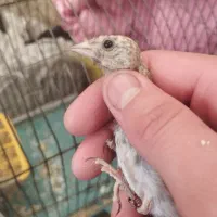 جوجه سهره نر جوجه قفس
