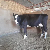 گاو شکم اول و گوساله دورگه هلیشتاین