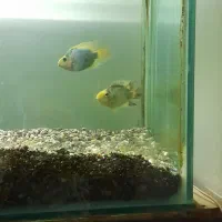 ماهی پرد|ماهی|رباط‌کریم, رباط‌کریم|دیوار