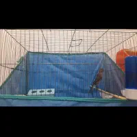 قناری نر دارچین و سبز|پرنده|کرمان, |دیوار