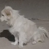 سگ پاکوتاه سفید خیلی حرف گوش کن