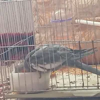 جوجه عروس هلندی سینامون ماده|پرنده|اهر, |دیوار