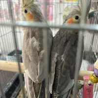 عروس هلندی ۵ ماهه