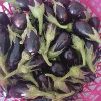 مگدوس مخلل و ترشی|خوردنی و آشامیدنی|قم, سراجه (۱۵ خرداد)|دیوار