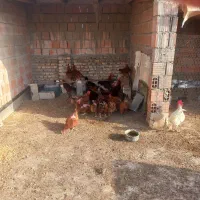 تعدادی مرغ و خروس و جوجه محلی