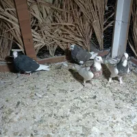 دوتا قوطی دوتا پلنگ جونه ..کبوتر