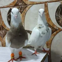 جفت طوقی نر کار تونی ماده هفت رنگ