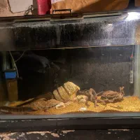 فروش اکواریوم سالم با ماهی چانا