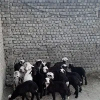 میش بره|حیوانات مزرعه|بروجرد, |دیوار