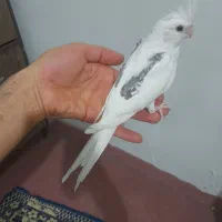 جوجه عروس هلندی ۲ماهه دونخور البینو دوکت پروانه ای