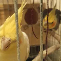 یک جفت عروس هلندی با یک عدد جوجه 3ملیون|پرنده|خورموج, |دیوار