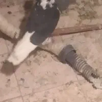 نر شازده