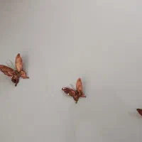 پروانه برنز