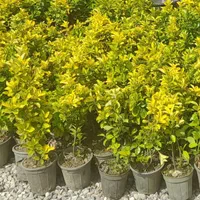 شمشاد طلایی|گل و گیاه طبیعی|چهاردانگه (تهران), |دیوار