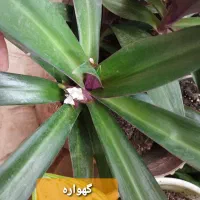 گلهای طبیعی وزیبا|گل و گیاه طبیعی|ایلام, |دیوار