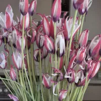 جهت همکاری در سالن ارایشی زنانه