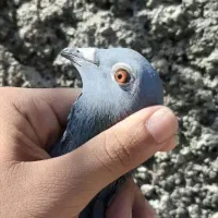 کبوتر سبز|پرنده|کلاله, |دیوار