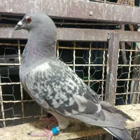 جوجه کرز