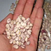 چیتی محلی درجه ۱|خوردنی و آشامیدنی|مرودشت, پشت سایپا‎|دیوار