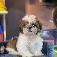 سگ شیتزوسوپرفلت