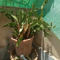 کاکتوس بزرگ مناسب کافی شاپ و رستوران