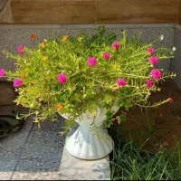 کاکلی و پرپینی|گل و گیاه طبیعی|بندر دیر, |دیوار