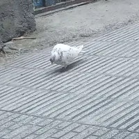 کبوتر گرگی