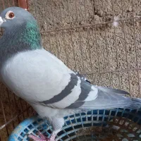 کبوتر پباکی