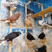 دمسفید وکلاغ|پرنده|اهواز, نادری|دیوار