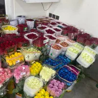 جشنواره رز هلندی بدونه واسطه ازگلخانه|گل و گیاه طبیعی|تهران, آهنگ|دیوار