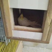 جفت مولد .بشرط عروس هلندی لوتینو|پرنده|ملایر, |دیوار