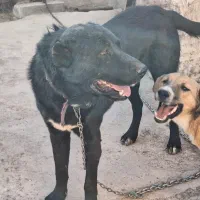 فروش دو قلاده سگ نژاد سرابی|سگ|دلیجان, |دیوار