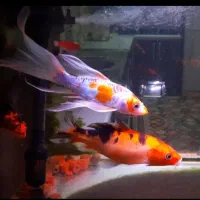 ماهی کوی آکواریوم