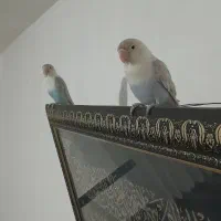 طوطی برزیلی کم یاب|پرنده|سنندج, |دیوار