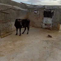 گاو|حیوانات مزرعه|ایجرود, |دیوار