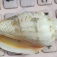 صدفهای بزرگ سنگی|صنایع دستی و سایر لوازم تزئینی|دماوند, مسکن مهر گیلاوند|دیوار