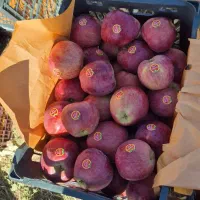 سیب گلدن و رد|عمدهفروشی|سمیرم, |دیوار