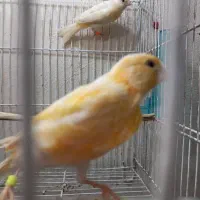 مادهآمادهوسروحال