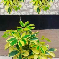سانسوریا بلک گلد چند بوته خوشگل قیمت فقط ۷۵|گل و گیاه طبیعی|رشت, عینک|دیوار