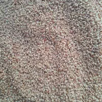 گندم بزری پشگام