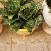 سانسوریا تک رنگ و دو رنگ|گل و گیاه طبیعی|محمدشهر, محمدشهر|دیوار