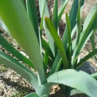 پر موسیر تازه کوهرنگ