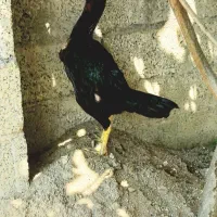 مرغ لاری اصیل